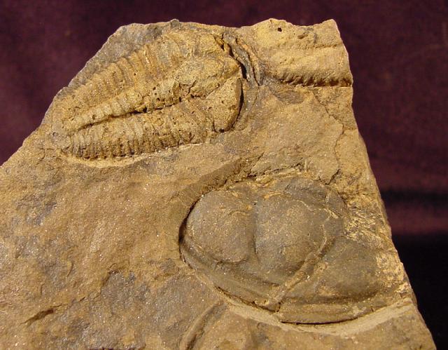 Conocoryphe cirina (BARRANDE 1846) - Bild © FossNet FossilienStore